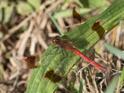 Sympetrum pedemontanum male.jpg